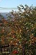 10-19-IMG_0992_ablakbol_s
