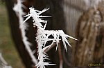 15-IMG_6859w-
