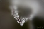 IMG_6663w-teli-