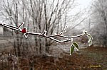 IMG_6678w_p-f-z-