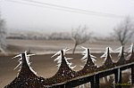 IMG_6881w-