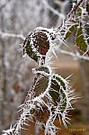 IMG_6893w-