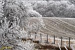 IMG_6912w-