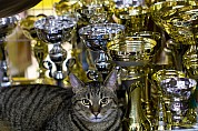 19-73-IMG_2767_tigris