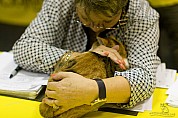 40-61-IMG_2810_trin-trin