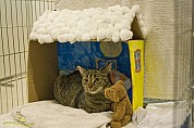 40-80-IMG_2867_tappancs