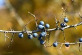 IMG_1202w_sarga-kek