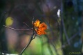 IMG_1278w_oszi-levelek2