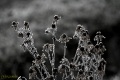 IMG_2274w_viragok_derbenbw