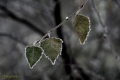 IMG_2280w_levelek_derbenbw