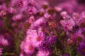 IMG_5588w_lilak_osszel