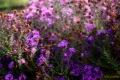 IMG_5625w_lilavirag-kavalkad