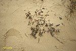 12-IMG_3356